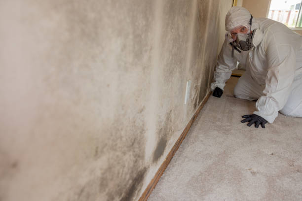 Best Attic Mold Removal  in Rehoboth Beach, DE